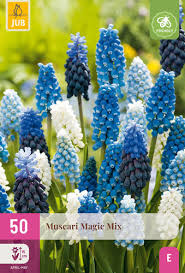 Muscari Magc Mix x 50